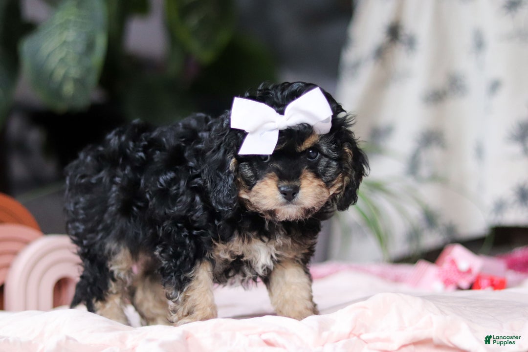 Cavapoo dogs for sale: Blaire - Ad 5