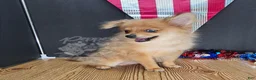 Pomeranian dogs for sale: Pepper's Long Shot - "Archer" - Ad 27