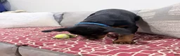 Rottweiler dogs for sale: Blue collar, girl - Ad 13