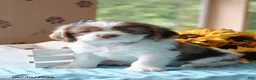 Cocker Spaniel dogs for sale: Jewel - Ad 4