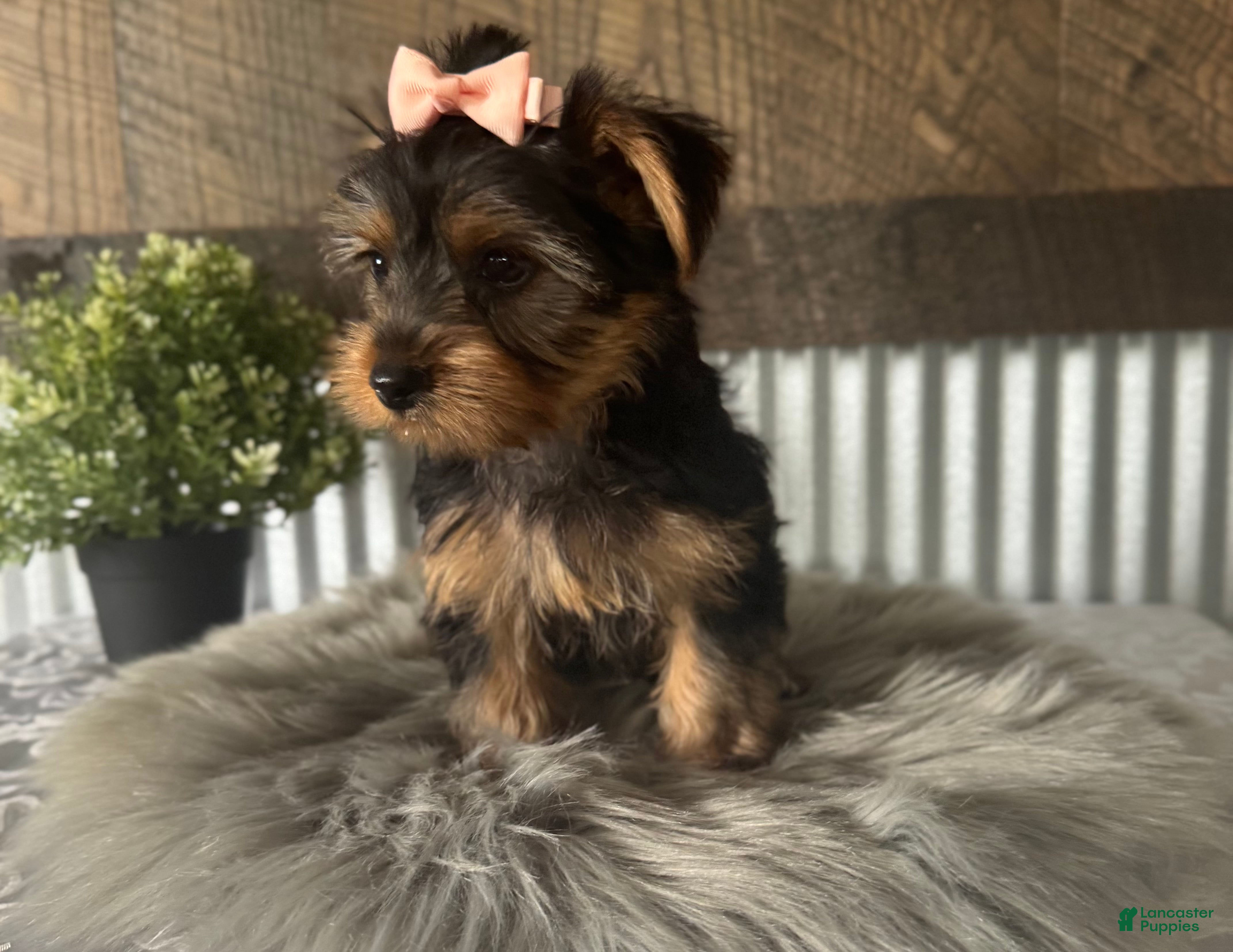 Yorkshire Terrier dogs Ellie - Ad 1