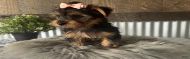 Ellie