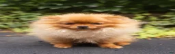 Pomeranian dogs for sale: Ana Nova - Ad 2