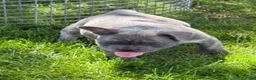 French Bulldog dogs for sale: French Bulldog Puppy 1 - Ad 8