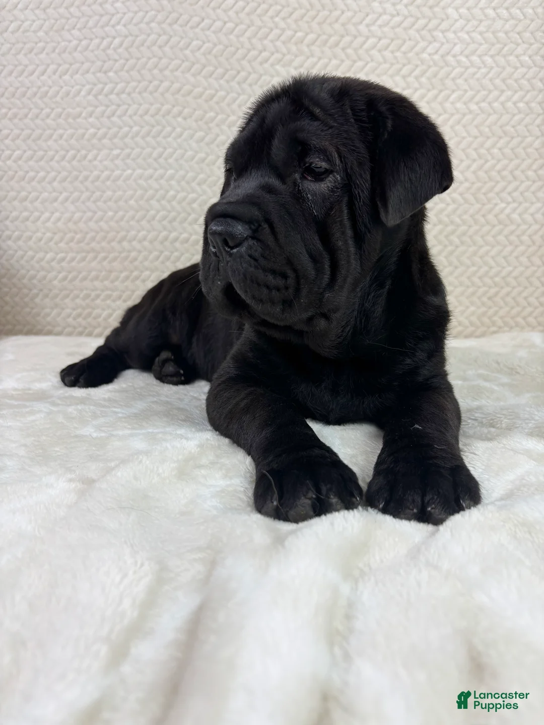 Mini Hippo dogs for sale: Mini Hippo Puppy 1 - Ad 2