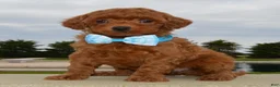 Mini Goldendoodle dogs for sale: Mini Gigi - Ad 10