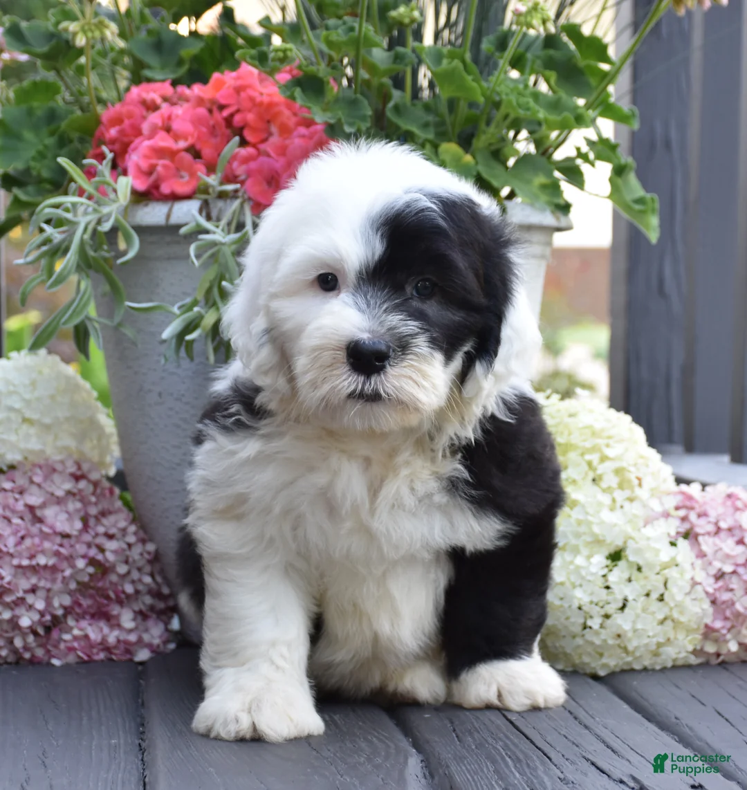 Old English Sheepdog dogs for sale: Kiki - Ad 1