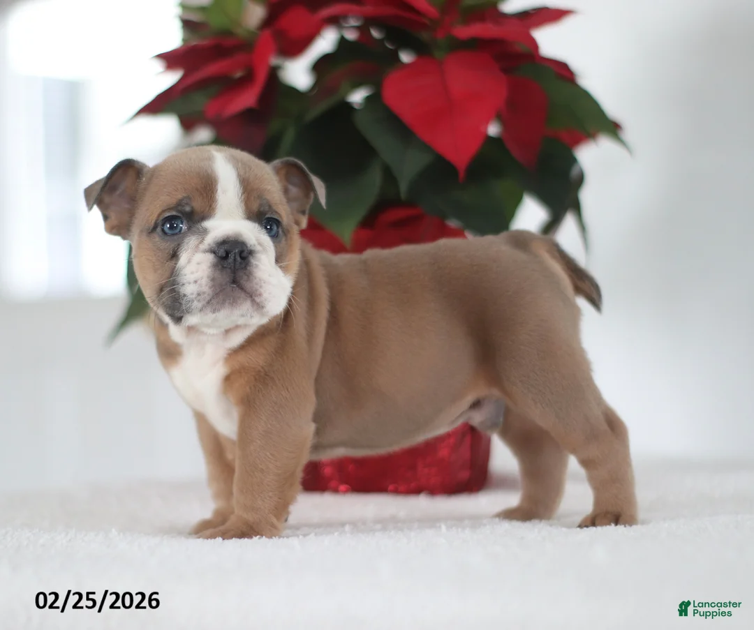 English Bulldog dogs for sale: Rusty - Ad 3