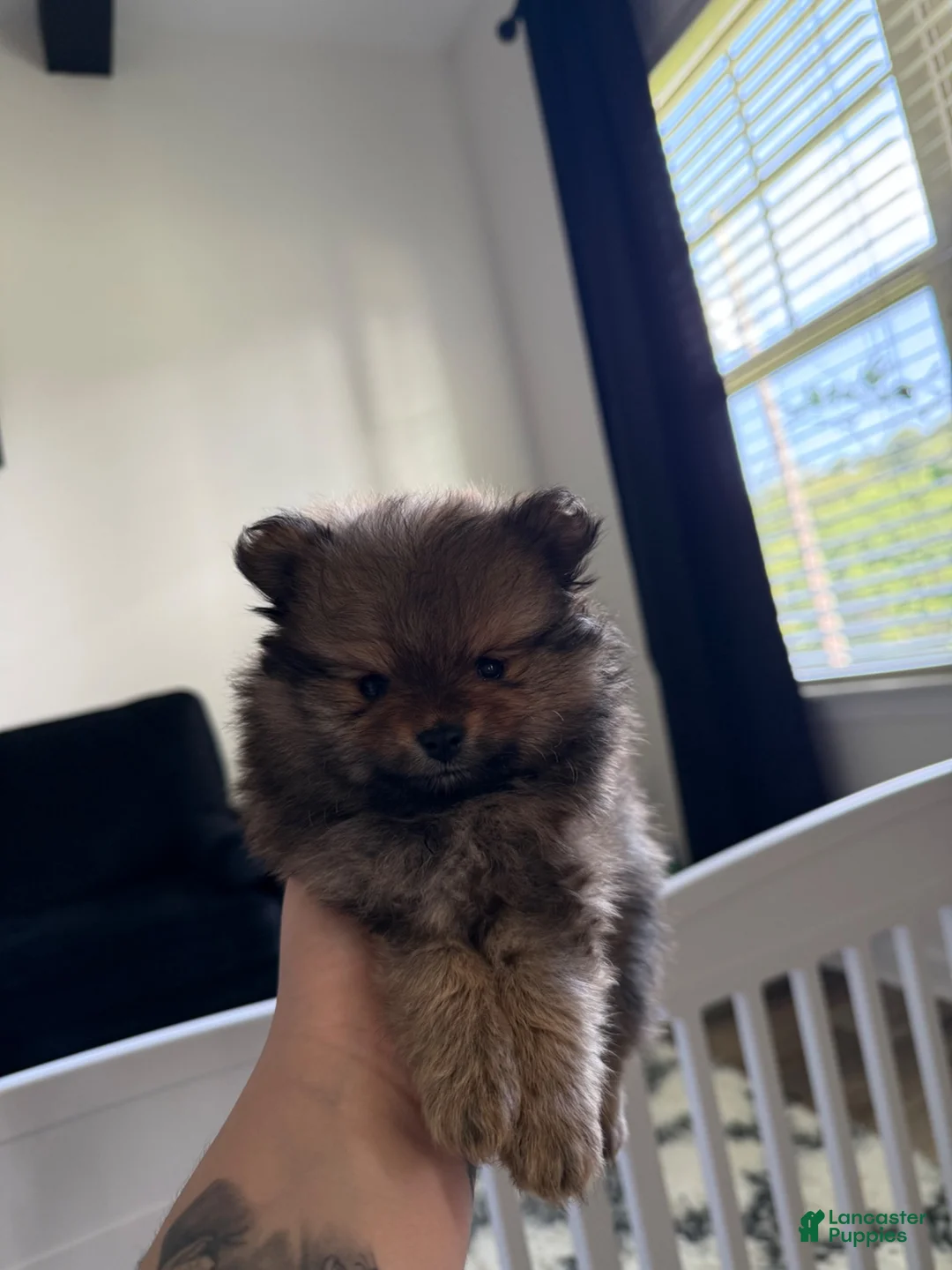Pomeranian dogs for sale: Pomeranian 1 - Ad 2