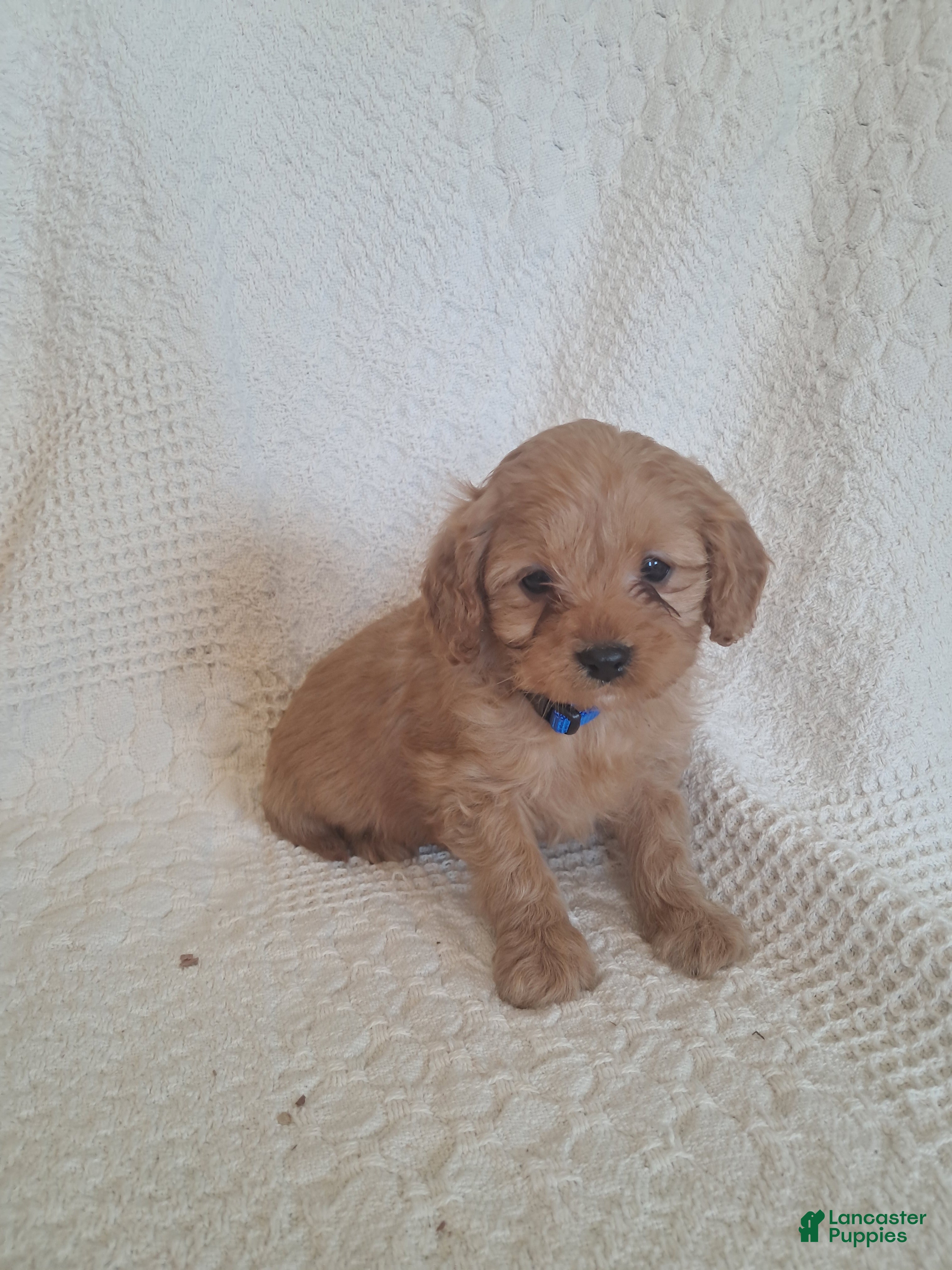 Cavapoo dogs Sonshine - Ad 2