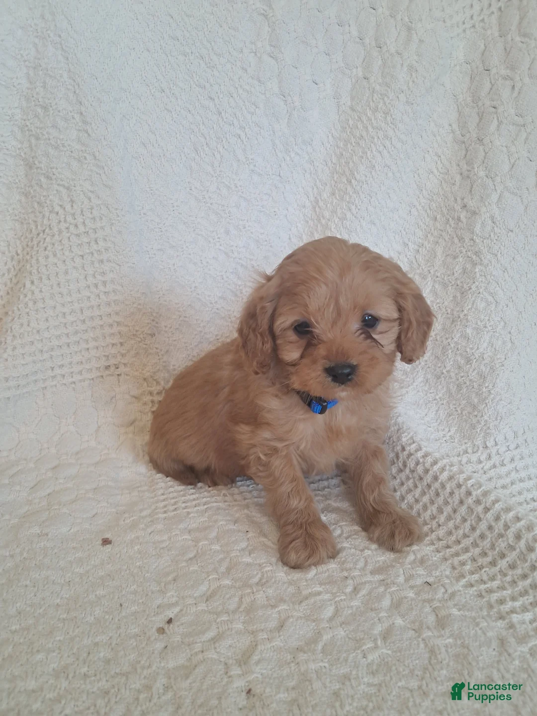 Cavapoo dogs for sale: Sonshine - Ad 2
