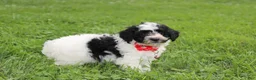 Yorkiepoo dogs for sale: Ryder - Ad 7