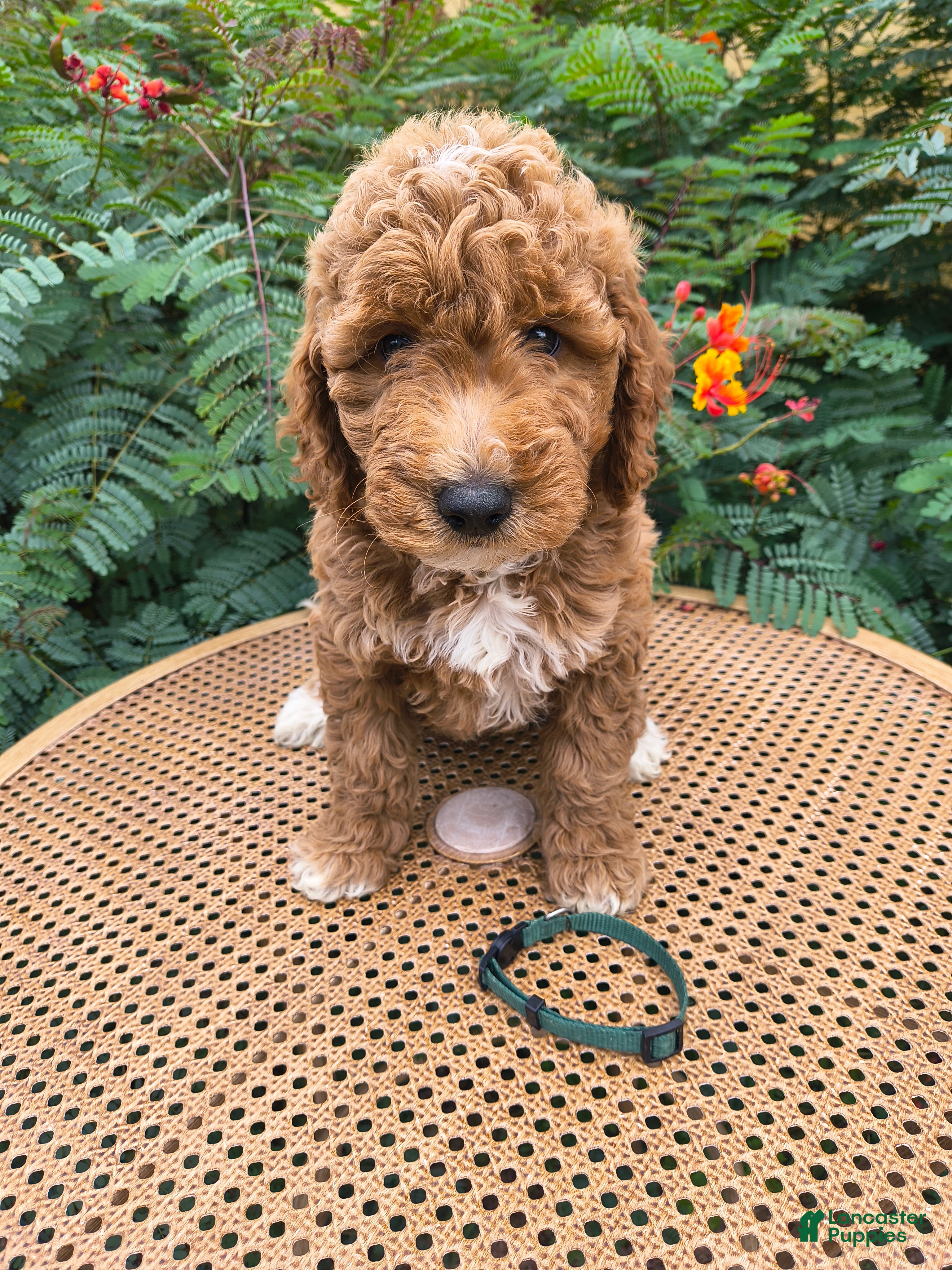 Mini Goldendoodle dogs Green collar - Ad 1