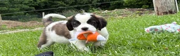 Saint Bernard dogs for sale: Babbles - Ad 3