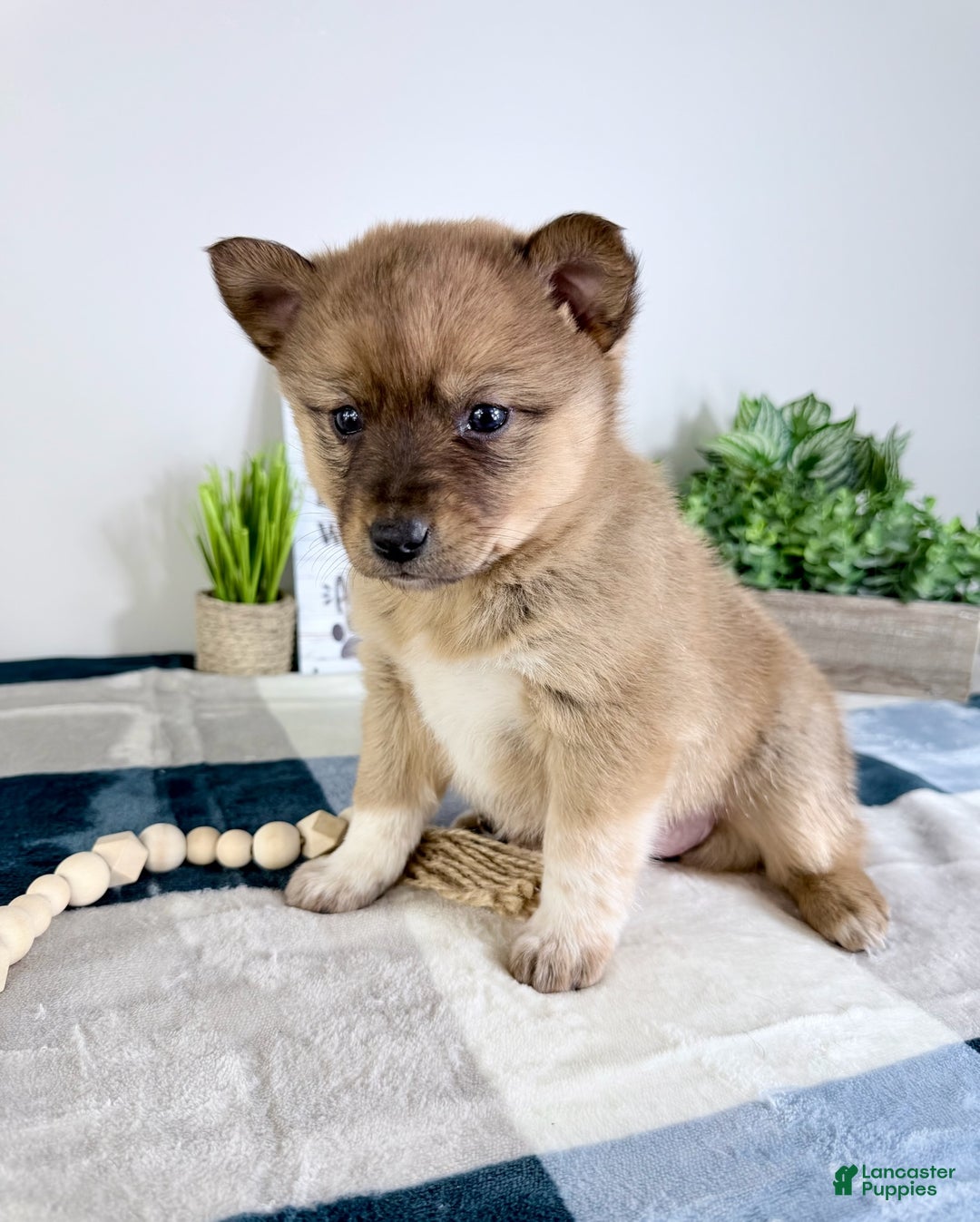 Mixed Breed dogs for sale: Pearl  - Ad 4