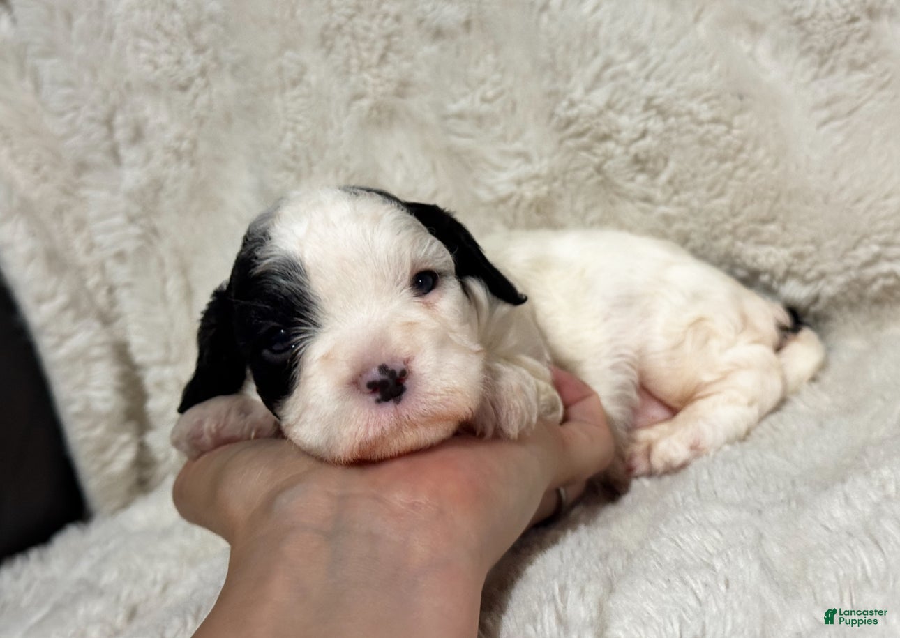 Cavapoo dogs Haley - Ad 38