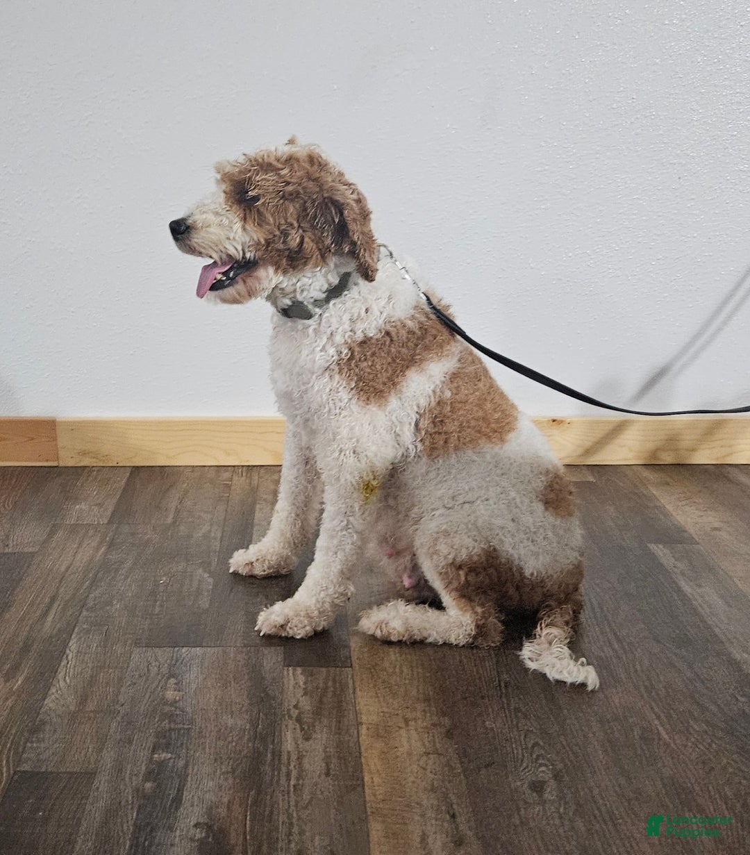 Goldendoodle dogs for sale: Kari - Ad 4