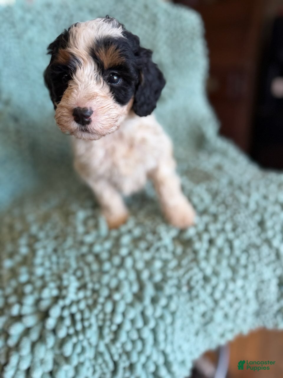 Bernedoodle dogs for sale: Maisey - Ad 2