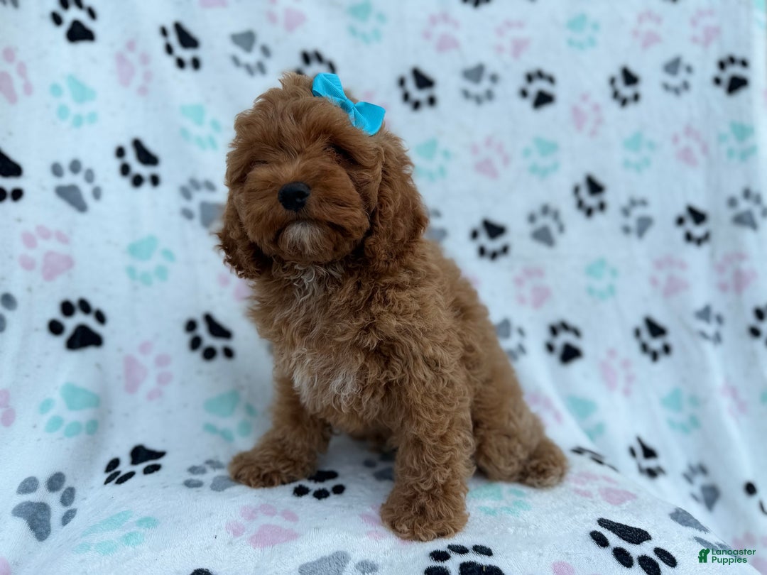 Cockapoo dogs for sale: Joy - Ad 8