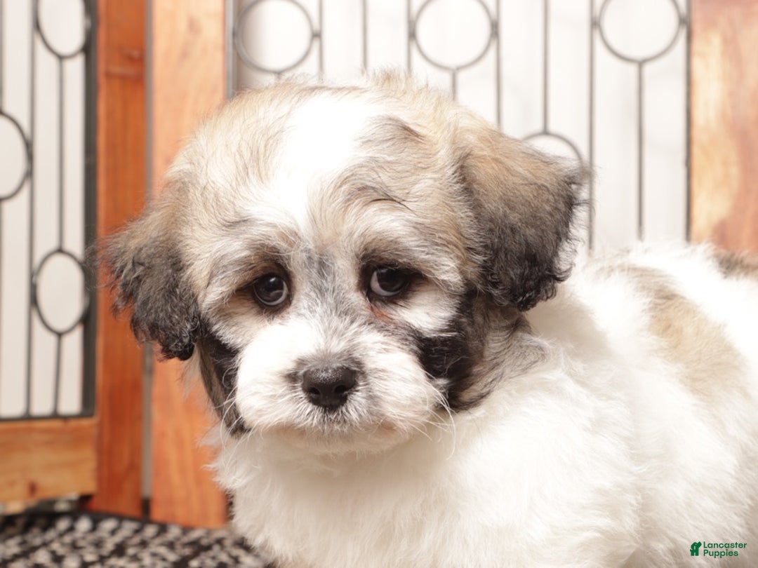 Teddy Bear dogs for sale: Aj Handsome Male Teddy Bear  - Ad 3