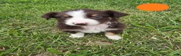 Australian Shepherd dogs for sale: Australian Shepherd Puppy Orange  - Ad 8