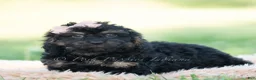 Mini Goldendoodle dogs for sale: nash - Ad 2