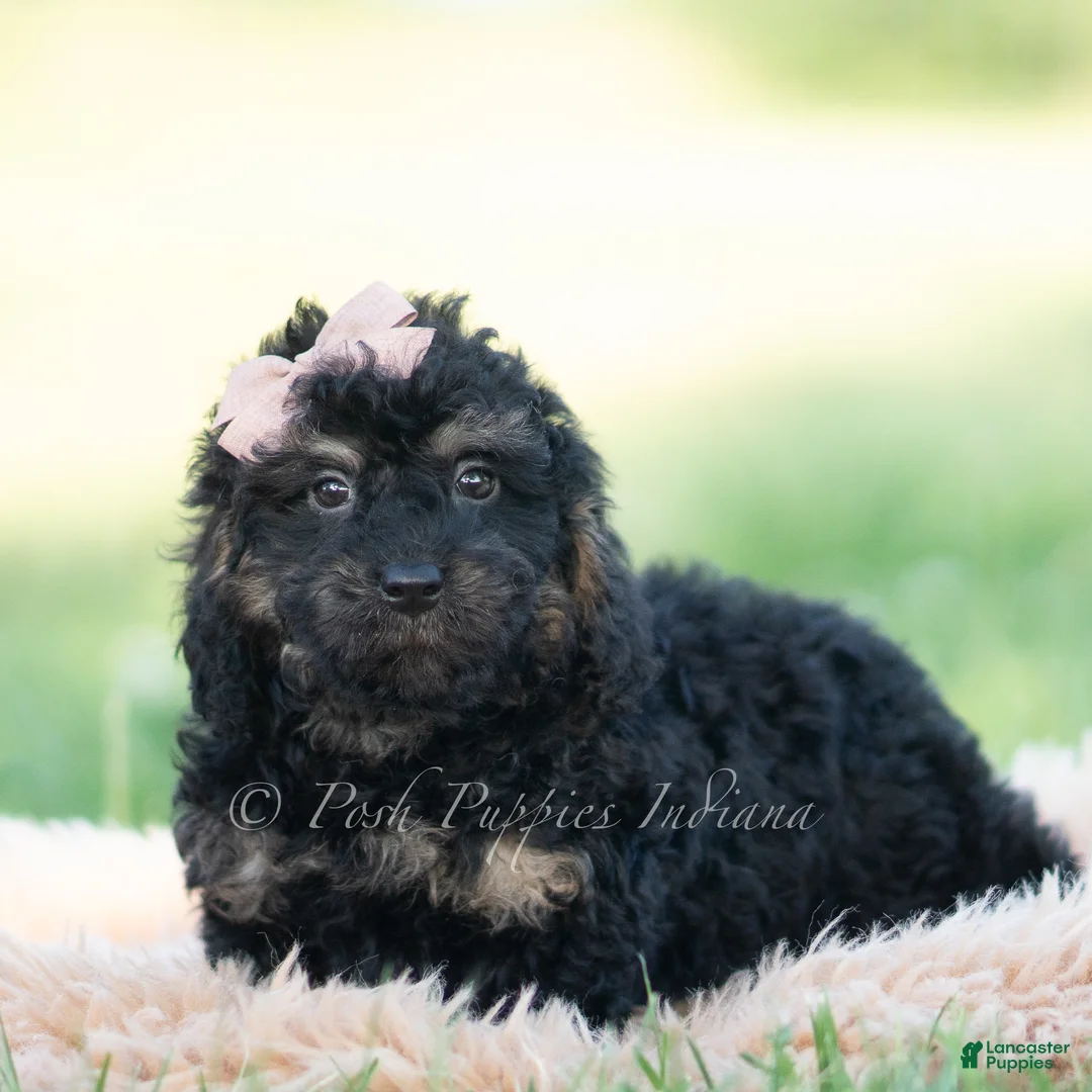 Mini Goldendoodle dogs for sale: nash - Ad 2
