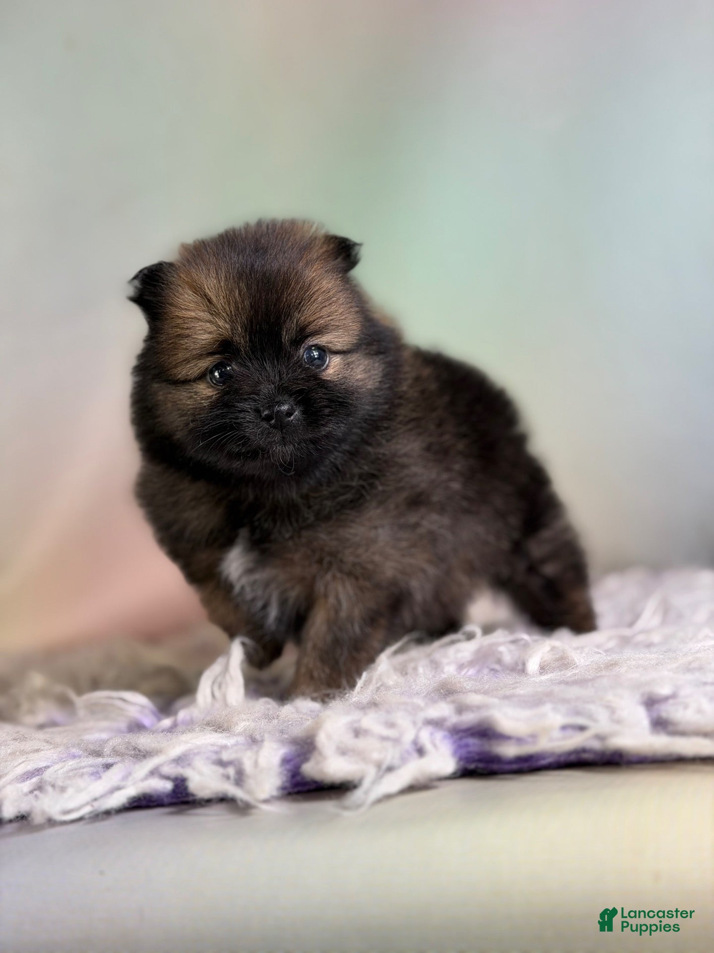 Pomeranian dogs for sale: Chasity - Ad 1