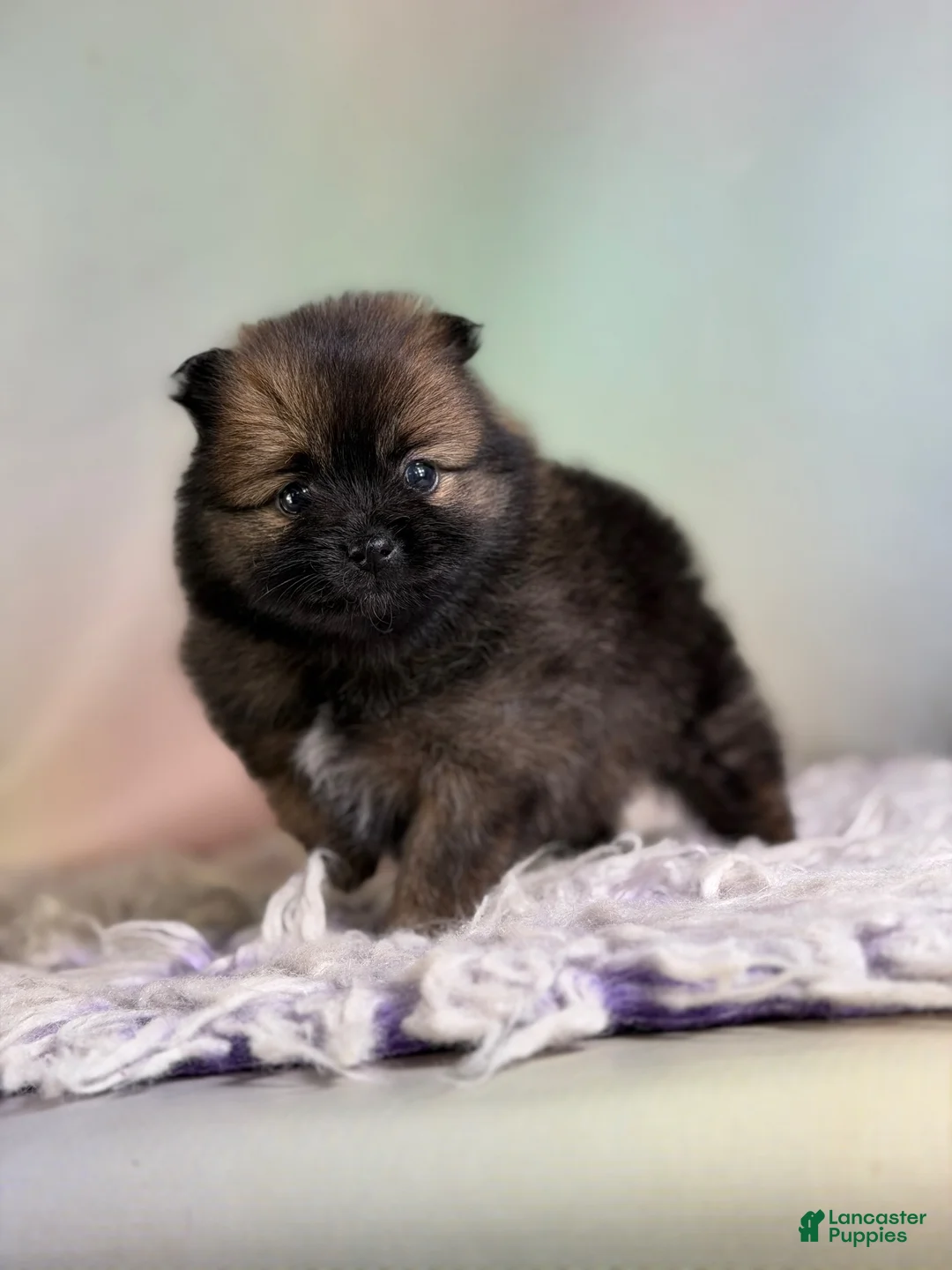 Pomeranian dogs for sale: Chasity - Ad 1