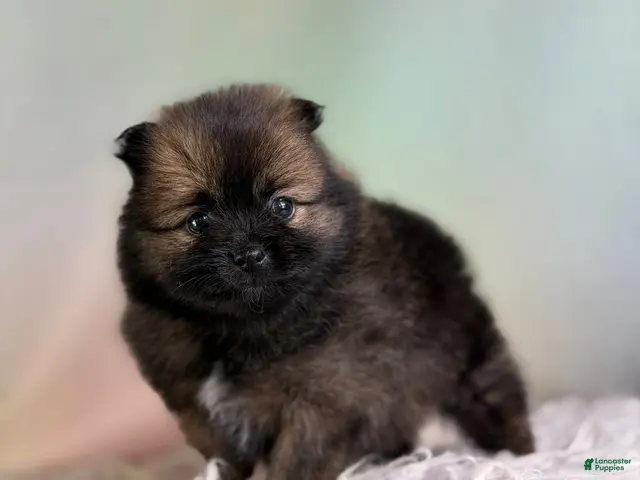 Pomeranian dogs for sale: Chasity - Ad 1