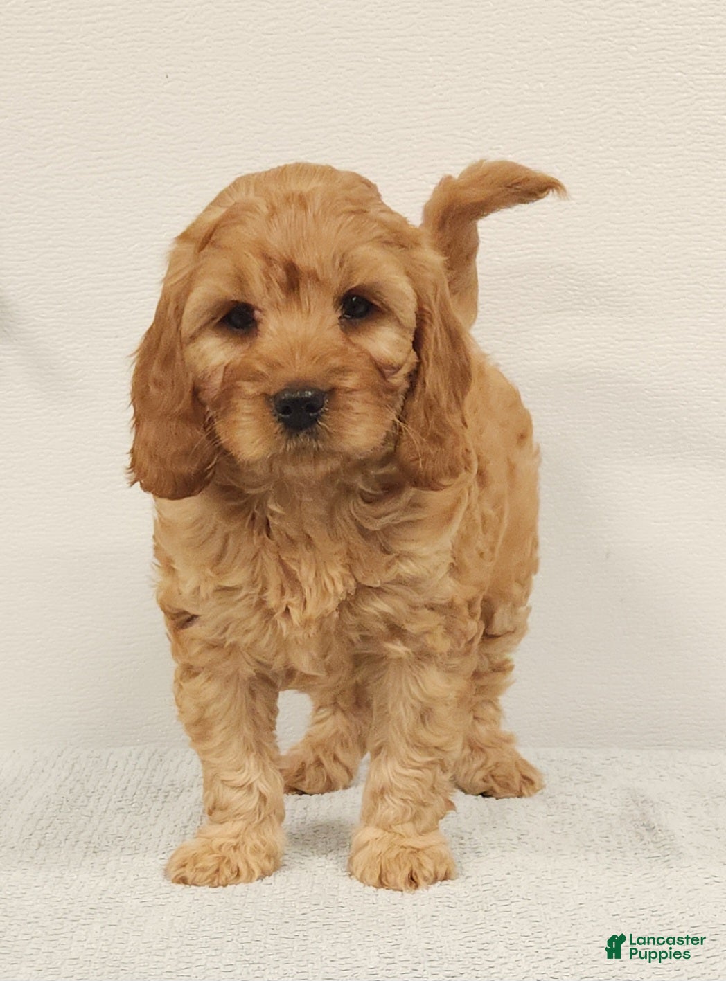 Cavapoo dogs Rusty  - Ad 1