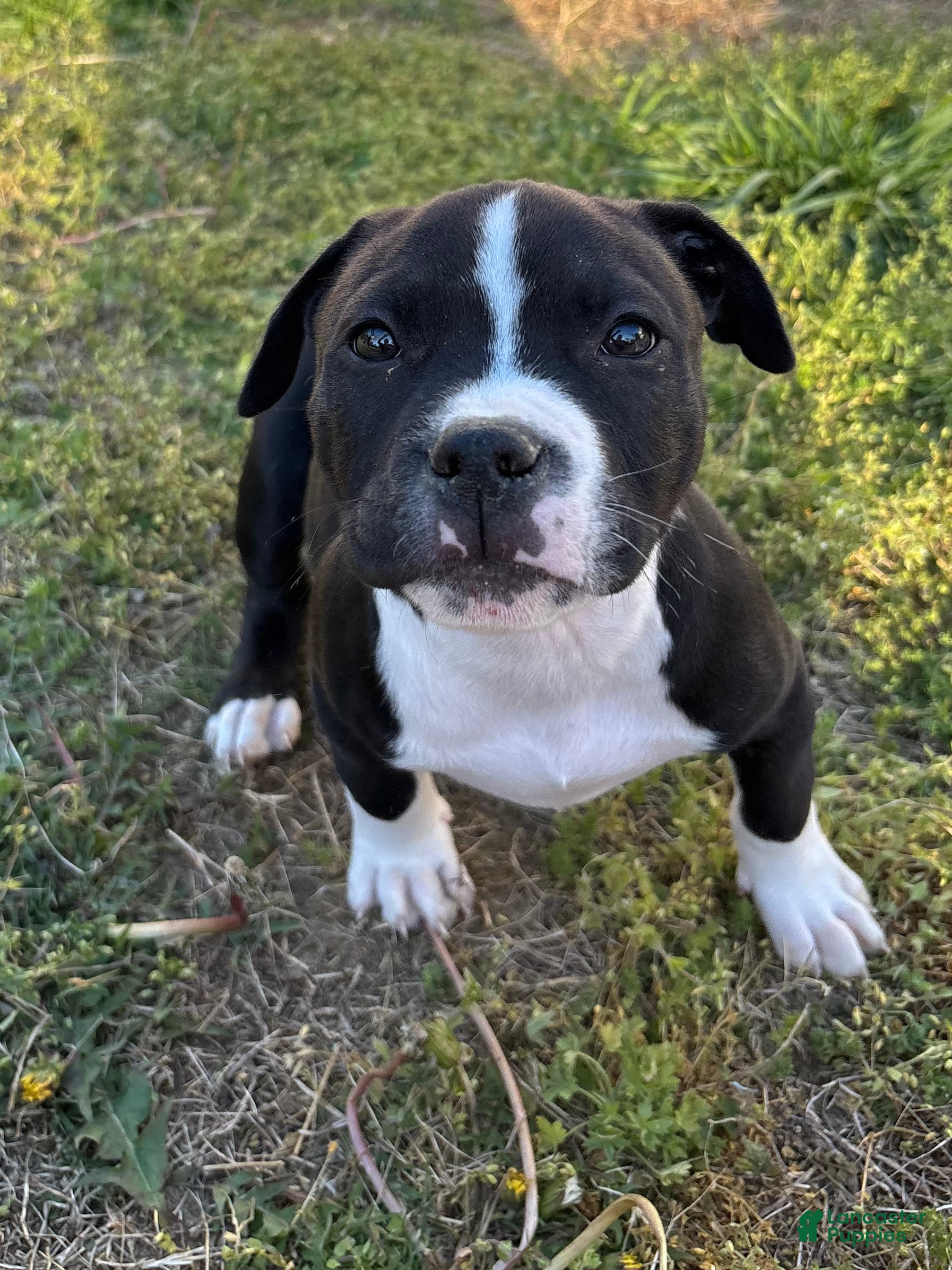 American Bully dogs Drago - Ad 2