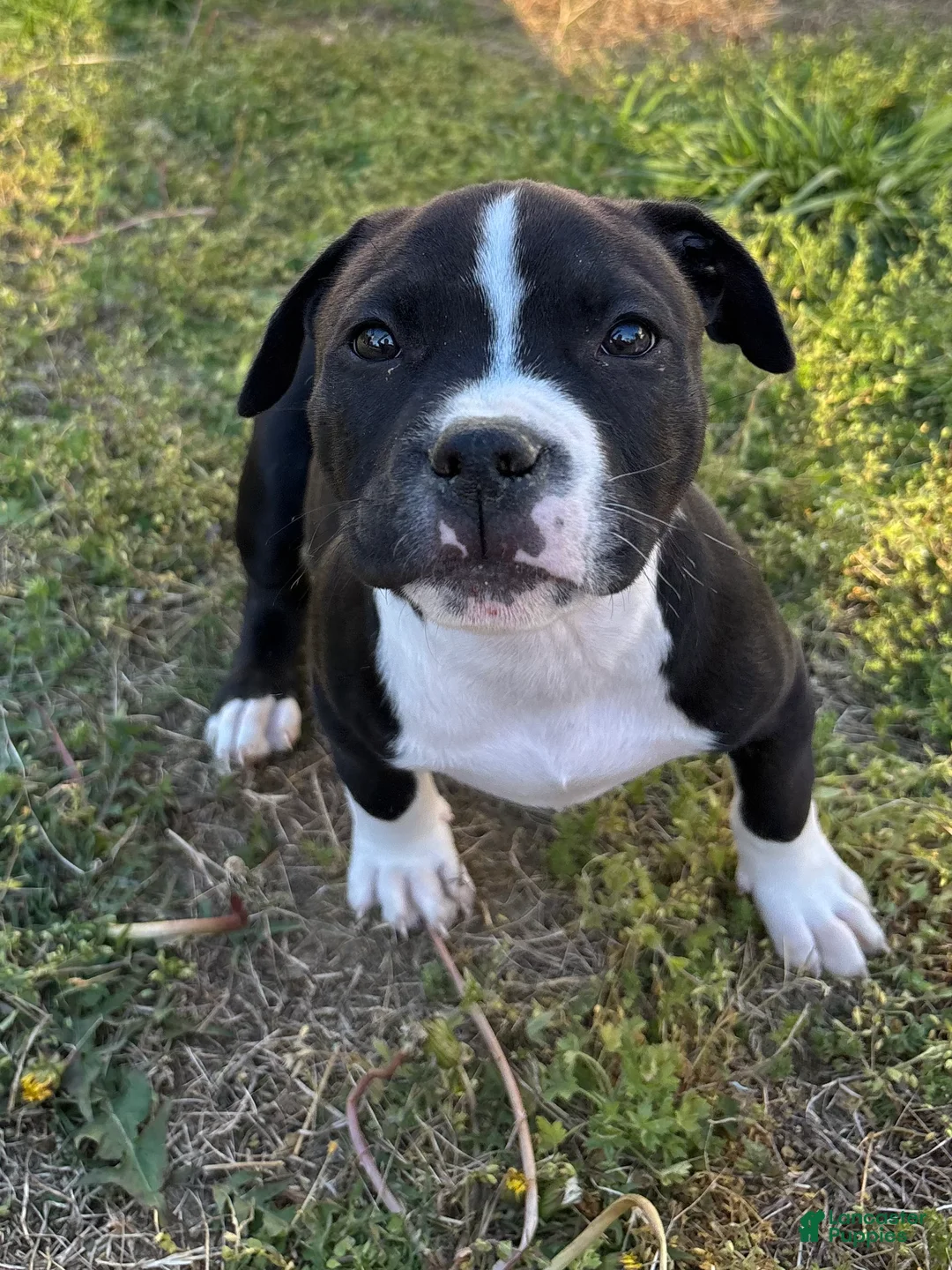 American Bully dogs for sale: Drago - Ad 2