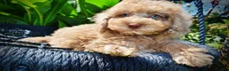 Havapoo dogs for sale: Gorgeous - Ad 3