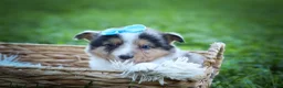 Mixed Breed dogs for sale: Graham🐶 - Ad 14