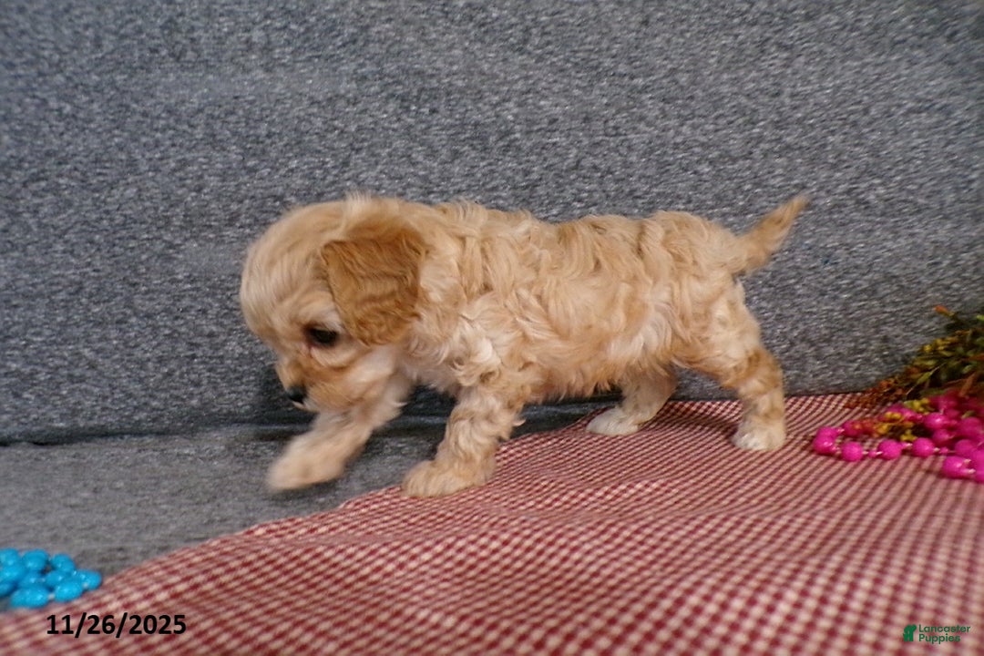 Cavapoo dogs for sale: Polly EXTRA SMALL - Ad 2