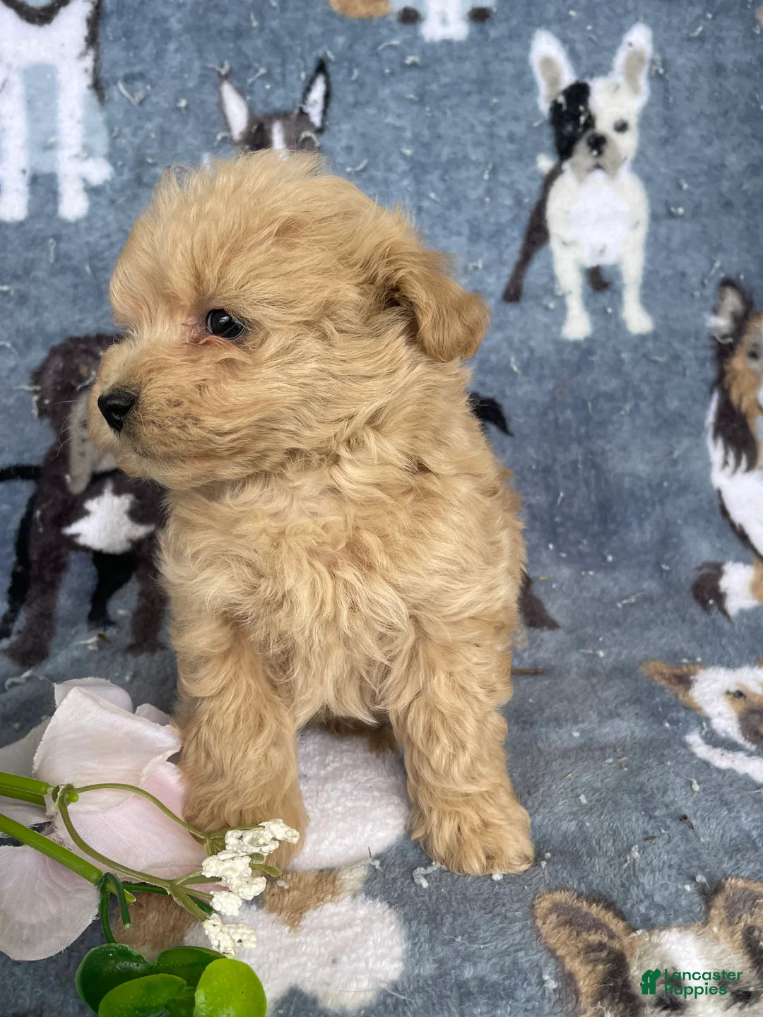 Toy Poodle dogs for sale: Romeo - Ad 2