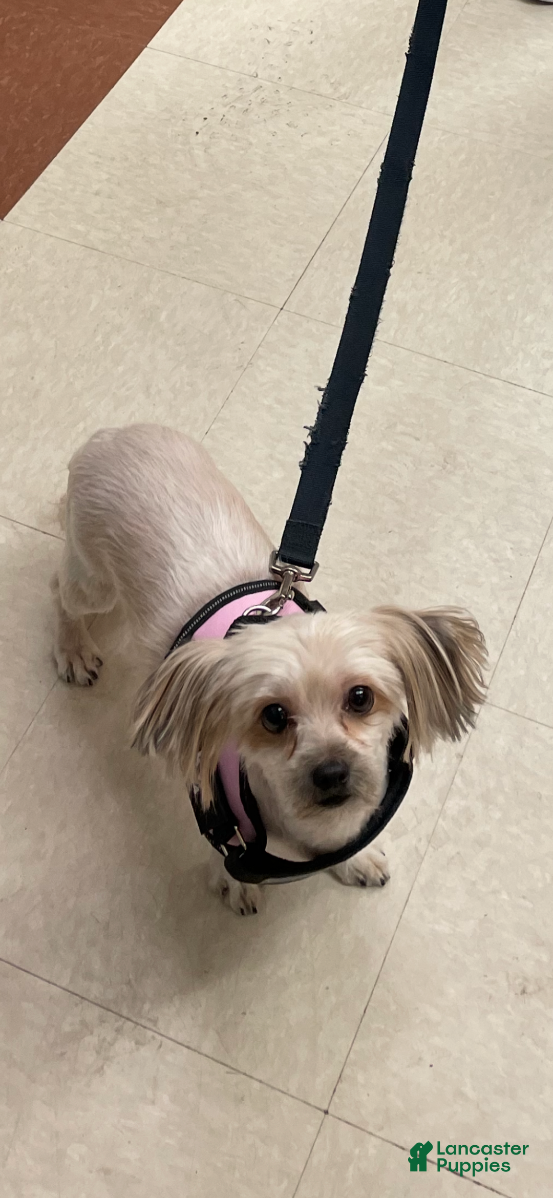 Yorkshire Terrier dogs for sale: Pet 2 - Ad 5