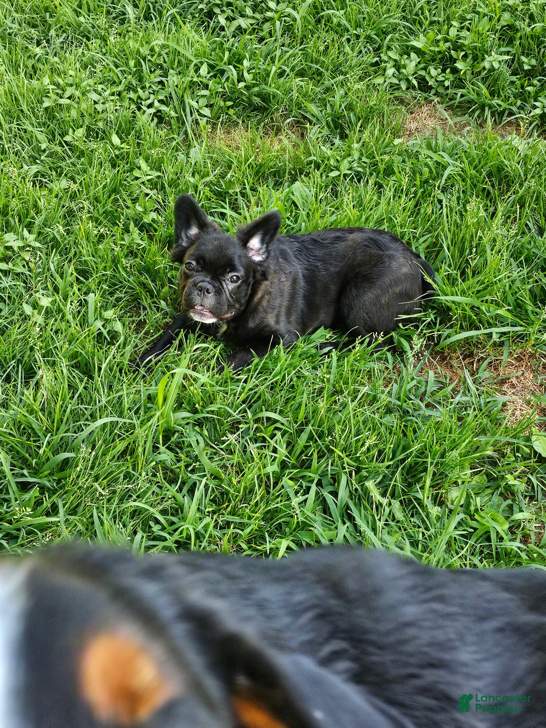 French Bulldog dogs for sale: Jewl Fluffy female  - Ad 1