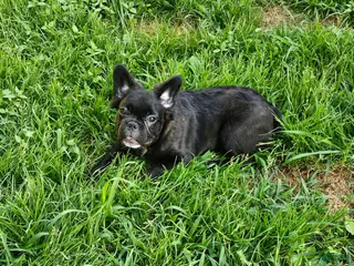 French Bulldog dogs Jewl Fluffy female - Ad 8