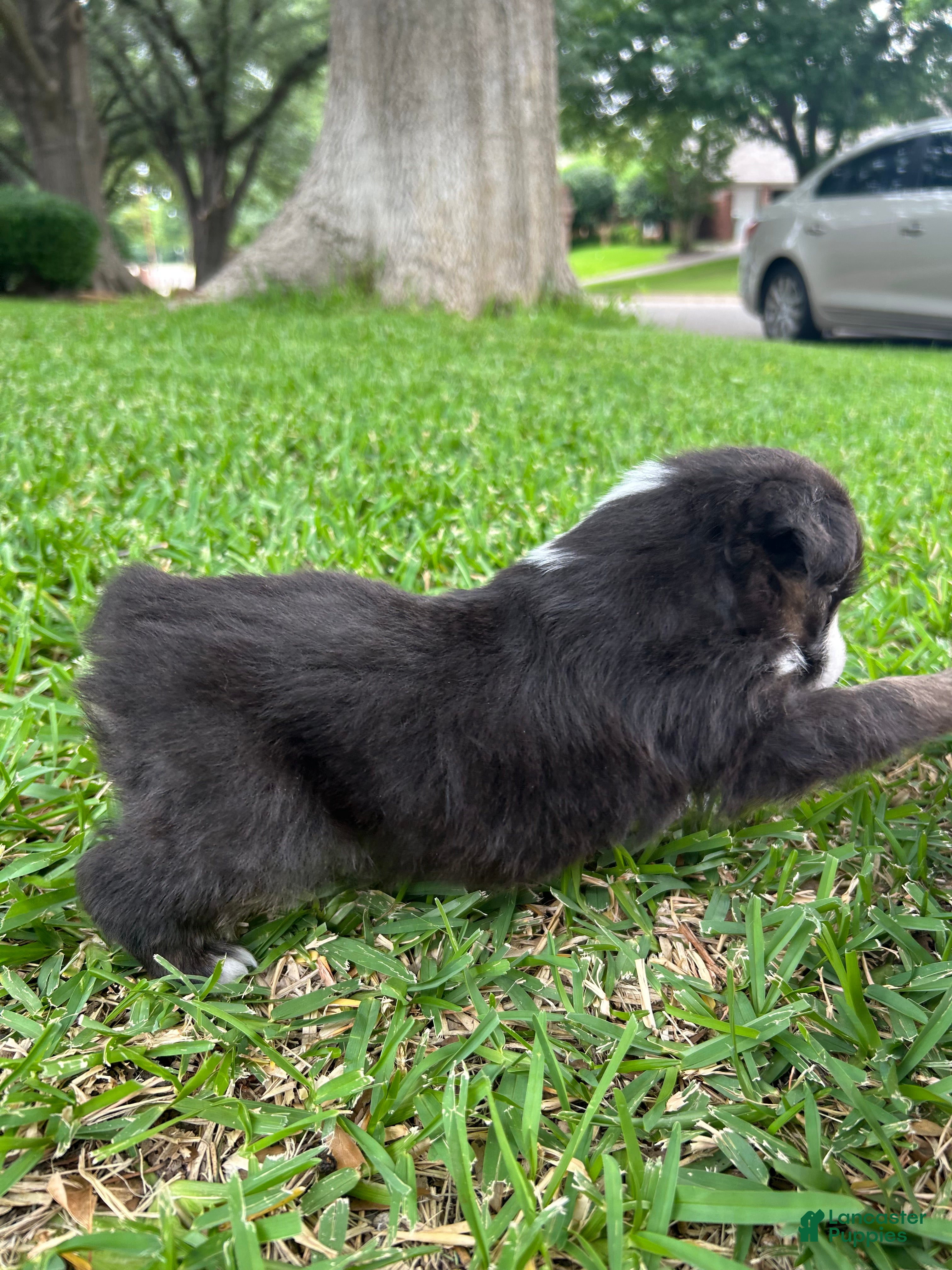 Miniature Australian Shepherd dogs for sale: Sunny - Ad 3