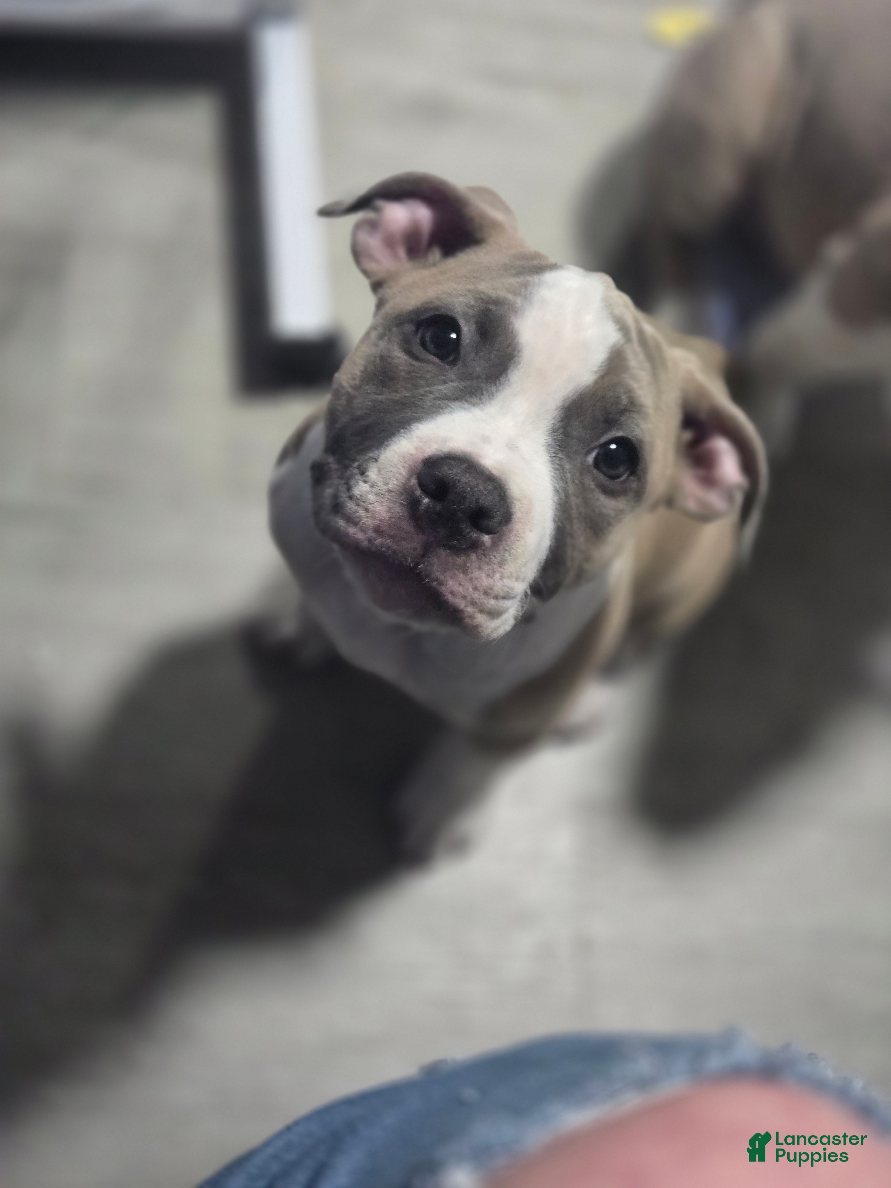 Mixed Breed dogs Suzy - Ad 9