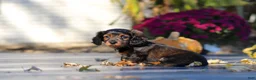Miniature Dachshund dogs for sale: Frank - Ad 12