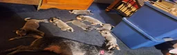 Australian Cattle Dog dogs for sale: Australian Cattle Dog 3 - Ad 4
