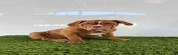 Olde English Bulldogge dogs for sale: Nate - Ad 5
