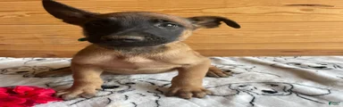 Kona