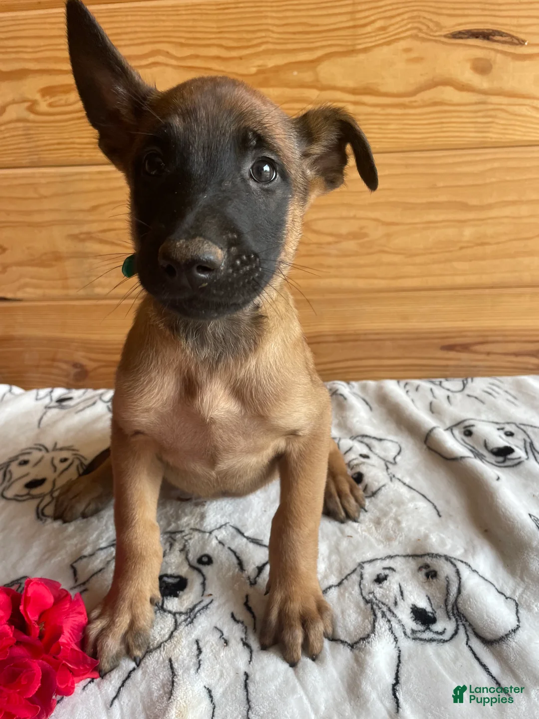 Belgian Malinois dogs for sale: Kona - Ad 1
