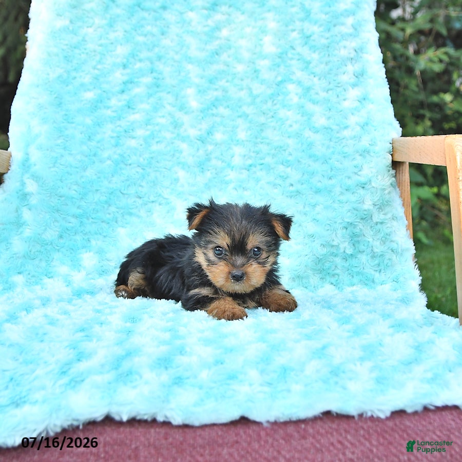 Yorkshire Terrier dogs Brody - Ad 1