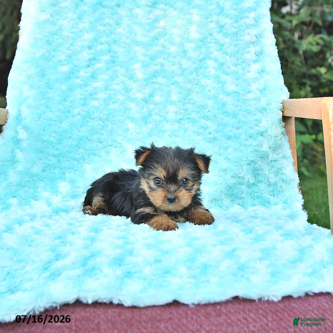 Yorkshire Terrier dogs for sale: Brody - Ad 1