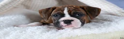 Boxer dogs for sale: Scarlett  - Ad 6